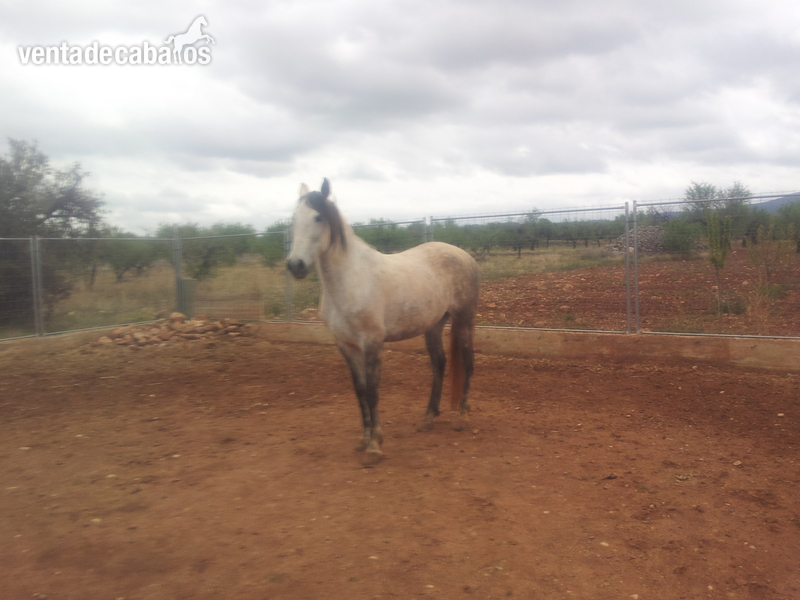 se vende yegua PRE 162 montada in 