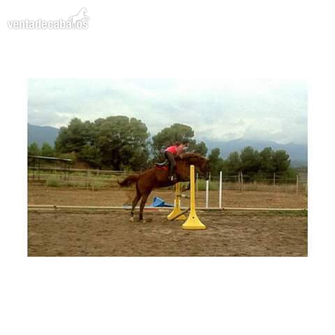 caballo salto/ paseo in 