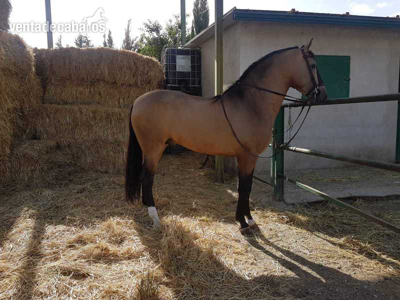 Se vende caballo pura raza española entero de capa bayo in 