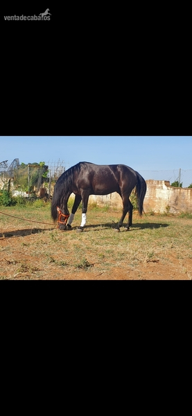 Vendo caballo pre negro in 