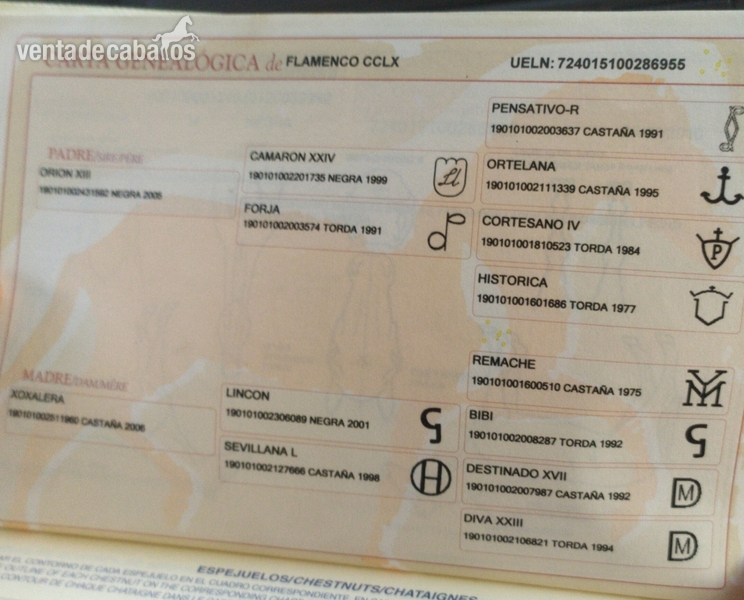 Pura Raza Española {TYPE}