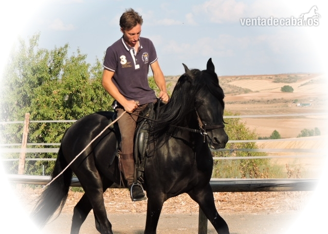 VENTA DE CABALLOS in 