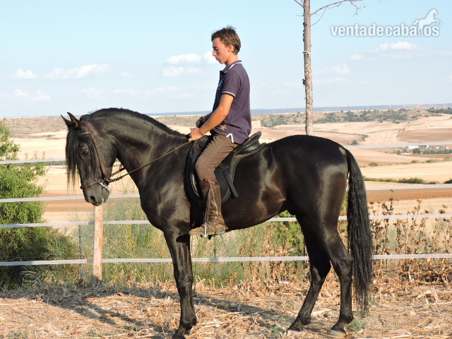 Caballos Pura Raza Española (P.R.E.) Pura Raza Española - VENTA DE CABALLOS