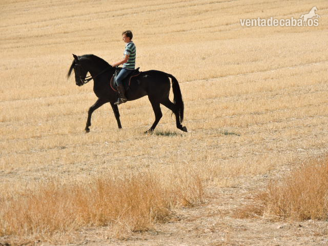 VENTA DE CABALLOS - Caballos Pura Raza Española (P.R.E.) Pura Raza Española