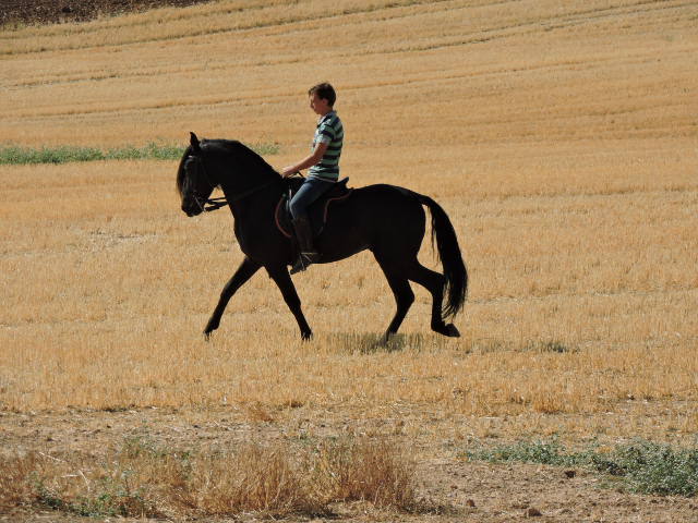 VENTA DE CABALLOS - Pura Raza Española
