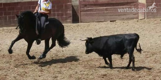 caballo anglo hispanoarabe tres sangres in 