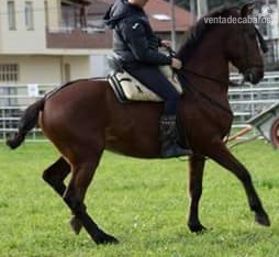 caballo anglo hispanoarabe tres sangres - Caballos Capados anglo hispano arabe tres sangres
