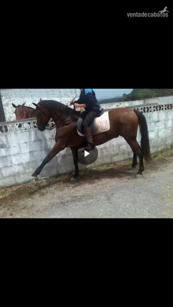 caballo anglo hispanoarabe tres sangres - anglo hispano arabe tres sangres
