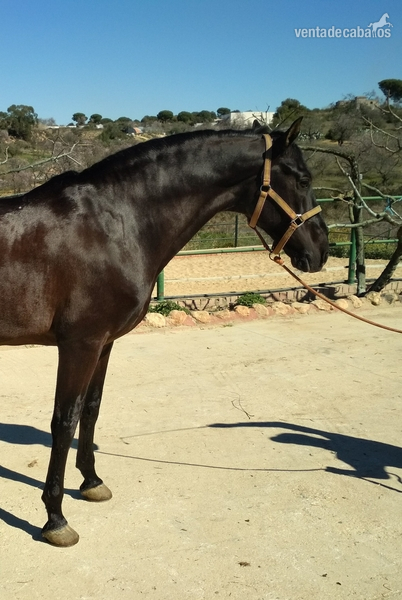 Vendo caballo Pre  in 