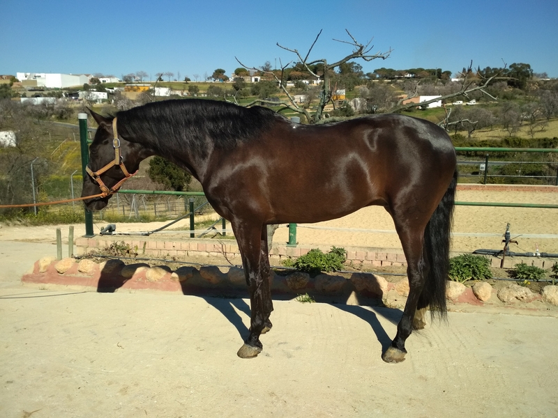 PRE {TYPE}