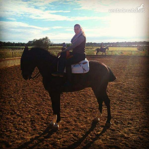 Caballo negro colino in 