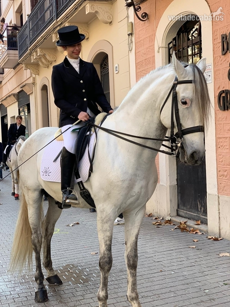 Venta de Caballo PRE in 