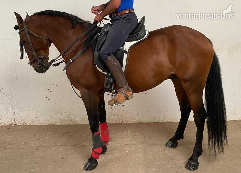 Se vende pura sangre lusitano in 