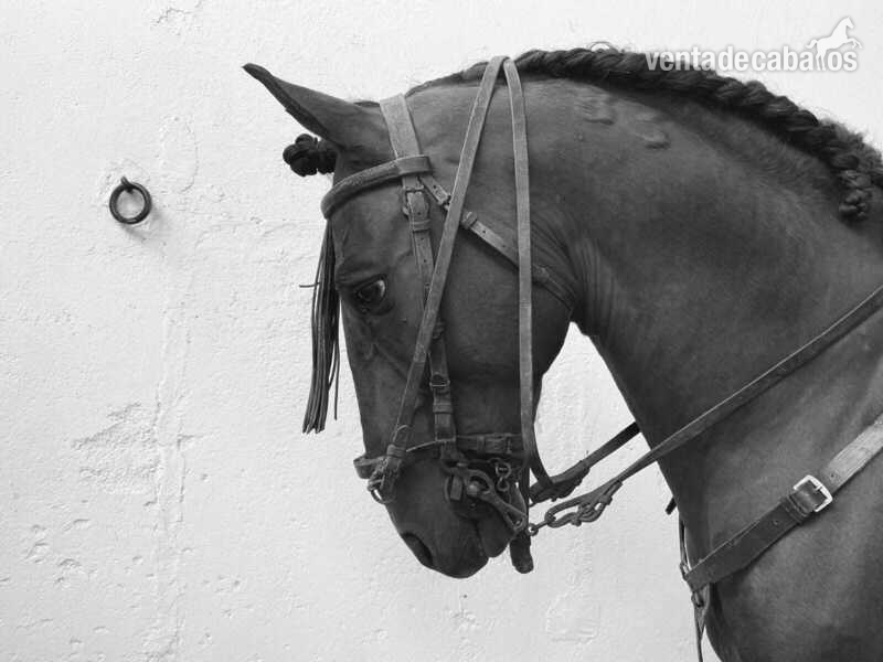 Pura sangre lusitano