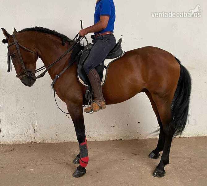 Pura sangre lusitano {TYPE}