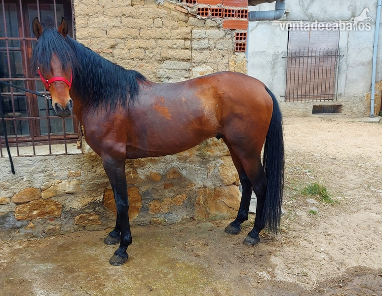 Caballos Enteros Pura sangre lusitano - Se vende pura sangre lusitano