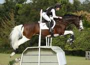 Joven y atractivo caballo castrado Holsteiner