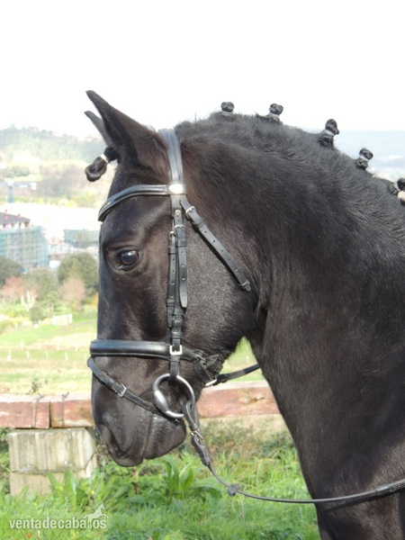 Pony negro 129cm, para deporte y ocio in 