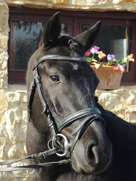 Poni de Competicion / Deporte