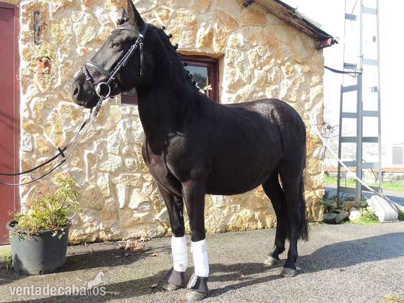 Poni de Competicion / Deporte {TYPE}