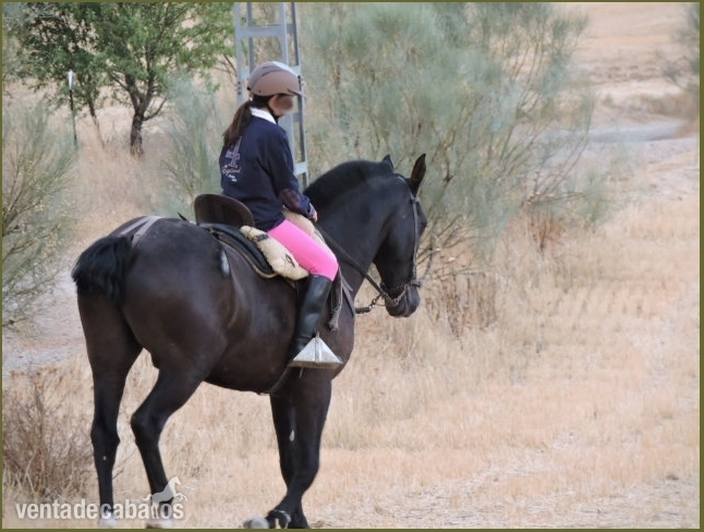VENTA DE CABALLOS in 