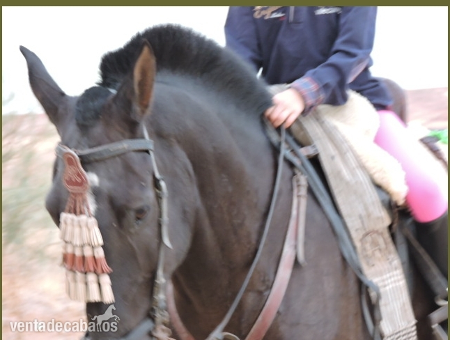 Caballo de Deporte Español (CDE)