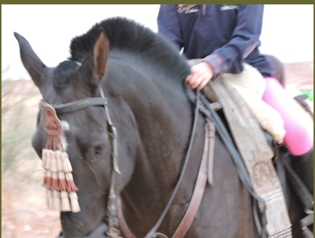 Caballo de Deporte Español (CDE)