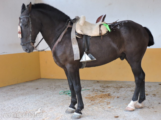 Caballo de Deporte Español (CDE) {TYPE}