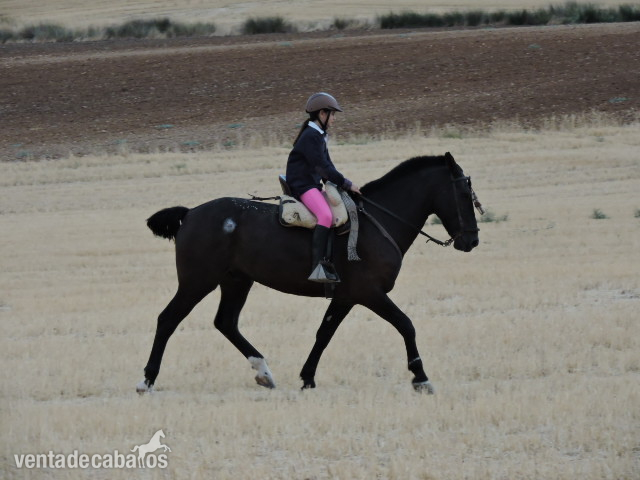 Caballos Capados Caballo de Deporte Español (CDE) - VENTA DE CABALLOS