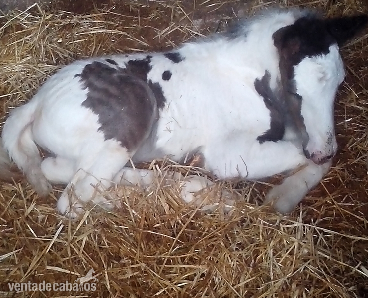 Potro IRISH COB /GYPSY VANNER in 