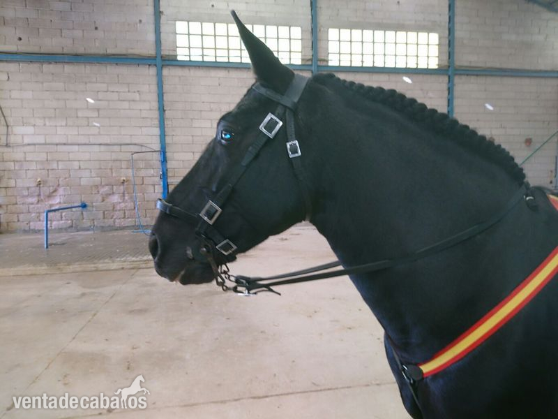 Vendo pura raza español - Caballos Pura Raza Española (P.R.E.) Pura Raza Española