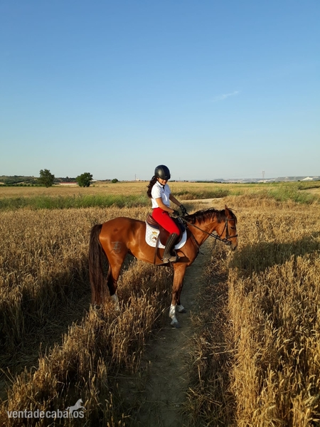 Yegua de Deporte in 