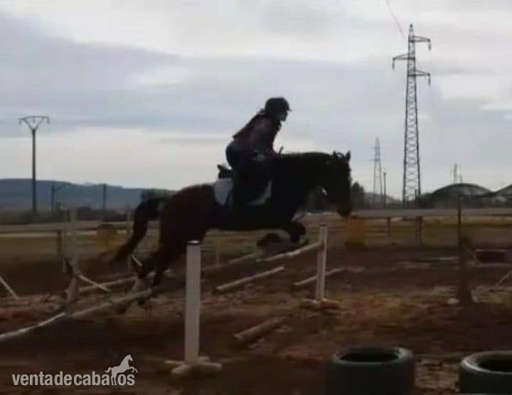 Yegua de Deporte - Yeguas Mestiza