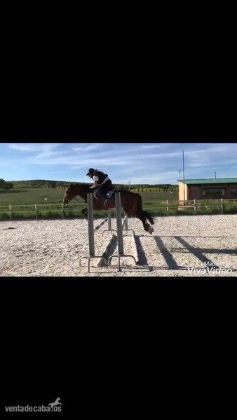 Yegua de Deporte - Mestiza