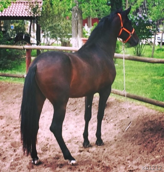 Caballos Pura Raza Española (P.R.E.) Pura Raza Española - Semental en Soria pura Raza Española 