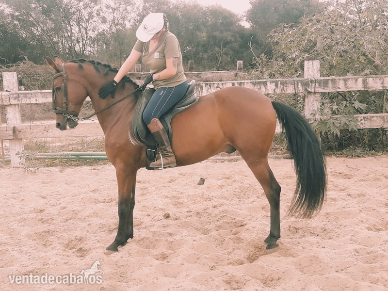 Caballo castaño talla mediana in 