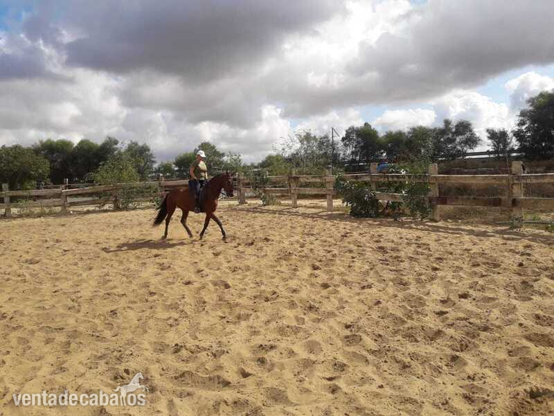Caballos Capados Español - Caballo castaño talla mediana