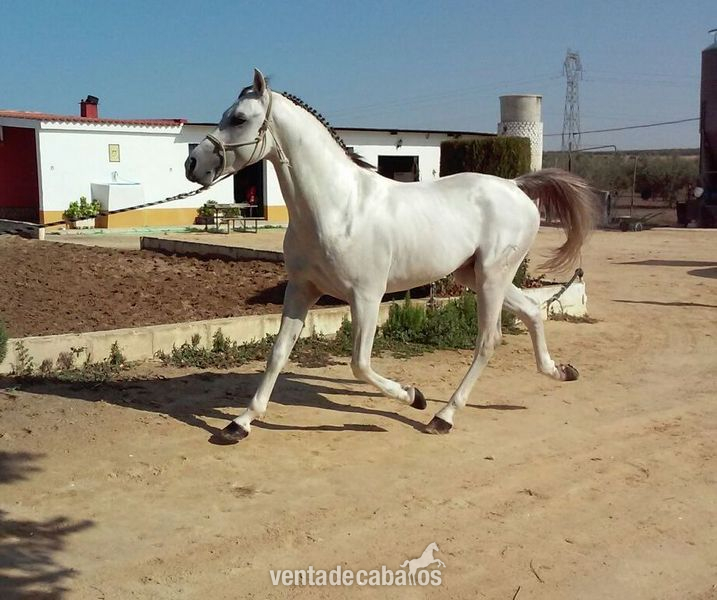 Caballo Pura Raza Árabe (Cid Calonge) in 