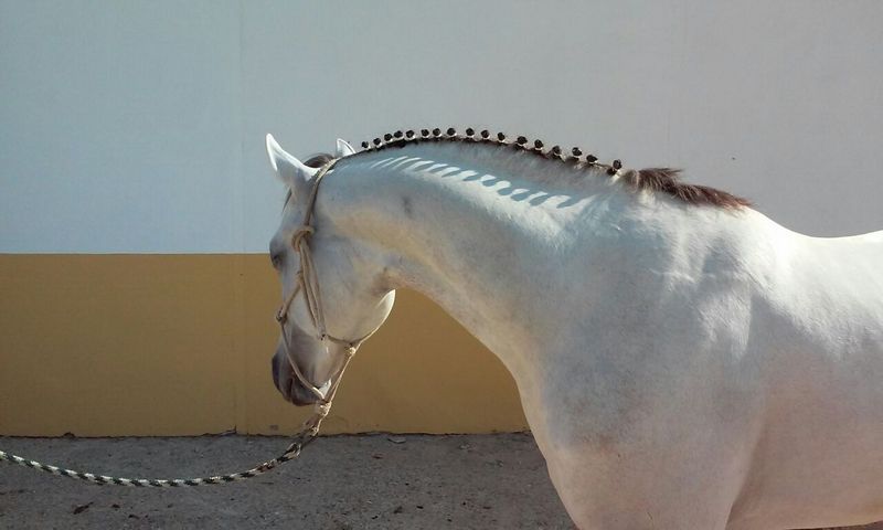 Arabe {TYPE}
