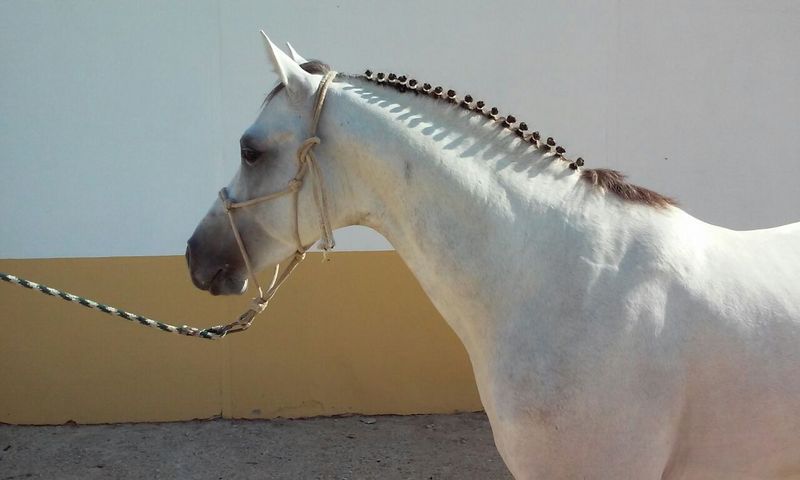 Caballos Árabes Arabe - Caballo Pura Raza Árabe (Cid Calonge)