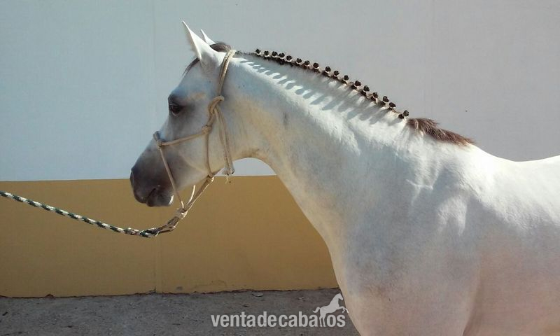 Caballos Árabes Arabe - Caballo Pura Raza Árabe (Cid Calonge)