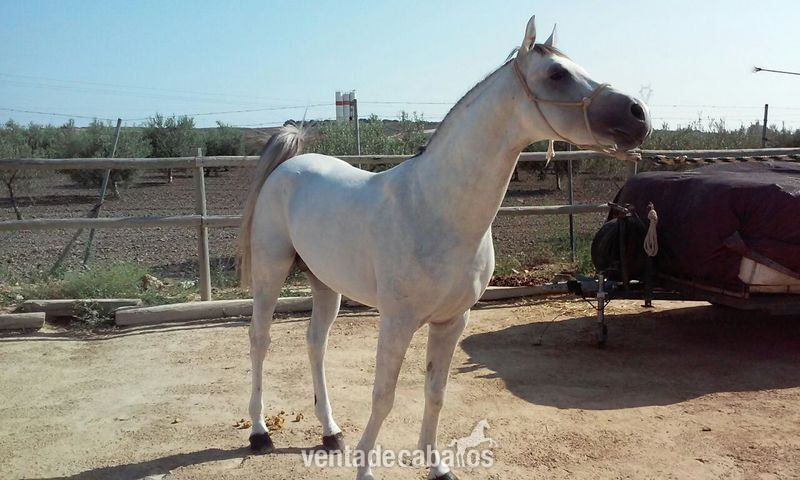 Caballo Pura Raza Árabe (Cid Calonge) - Caballos Árabes Arabe