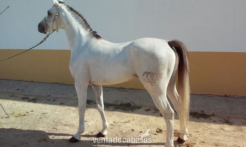 Caballo Pura Raza Árabe (Cid Calonge) - Arabe