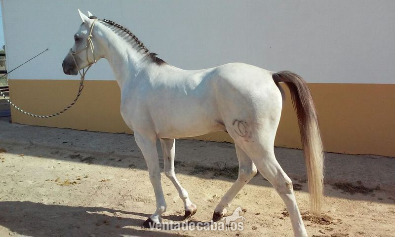 Caballo Pura Raza Árabe (Cid Calonge) - Caballos Árabes