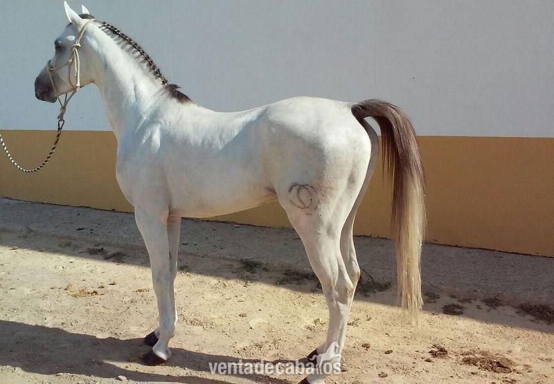 Caballo Pura Raza Árabe (Cid Calonge)