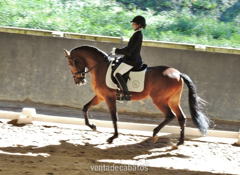 Caballo Doma Clásica medalla Plata Cto.Euskadi in 