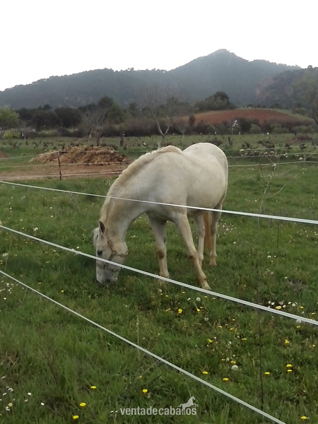 Caballos Pura Raza Española (P.R.E.) Pura Raza Española - Yegua ideal familia y romerias