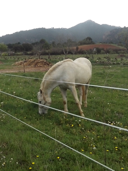 Caballos Pura Raza Española (P.R.E.) Pura Raza Española - Yegua ideal familia y romerias