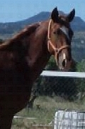 Caballos Árabes Anglo-árabe - Anglo arabe alazan