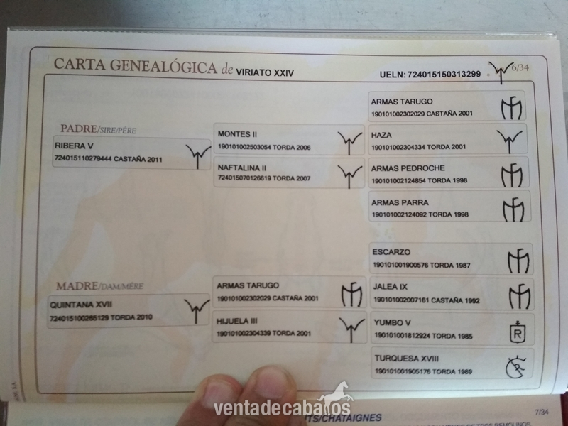 Caballos Pura Raza Española (P.R.E.) PRE - Vendo potro PRE
